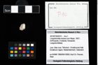 Foto (Objekt + Etikett) von Longodromites excisus (von Meyer, 1857)  (NHMW-GEO-2014-0194-0010)